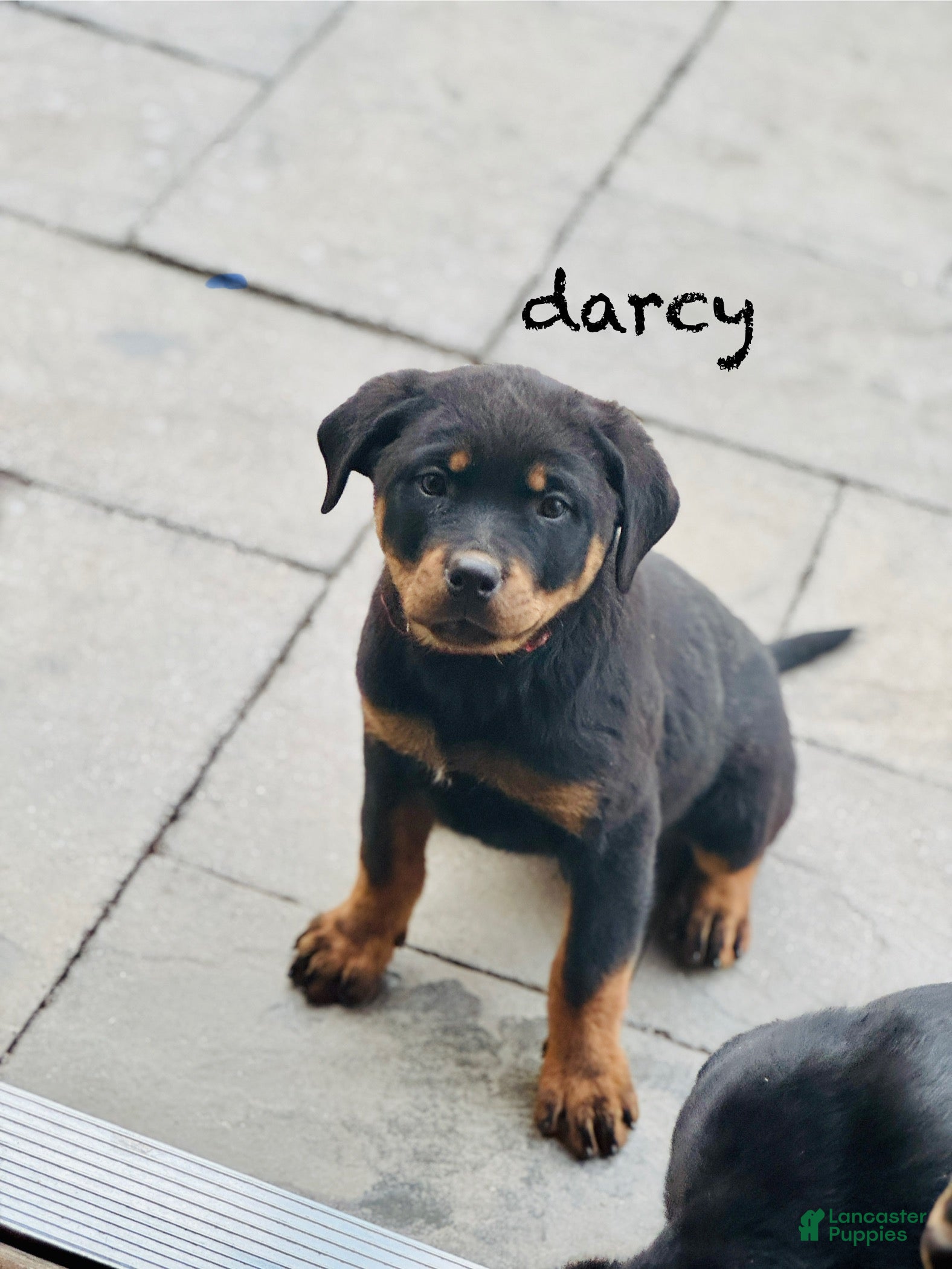 Rottweiler dogs Darcy (long tail)  - Ad 7