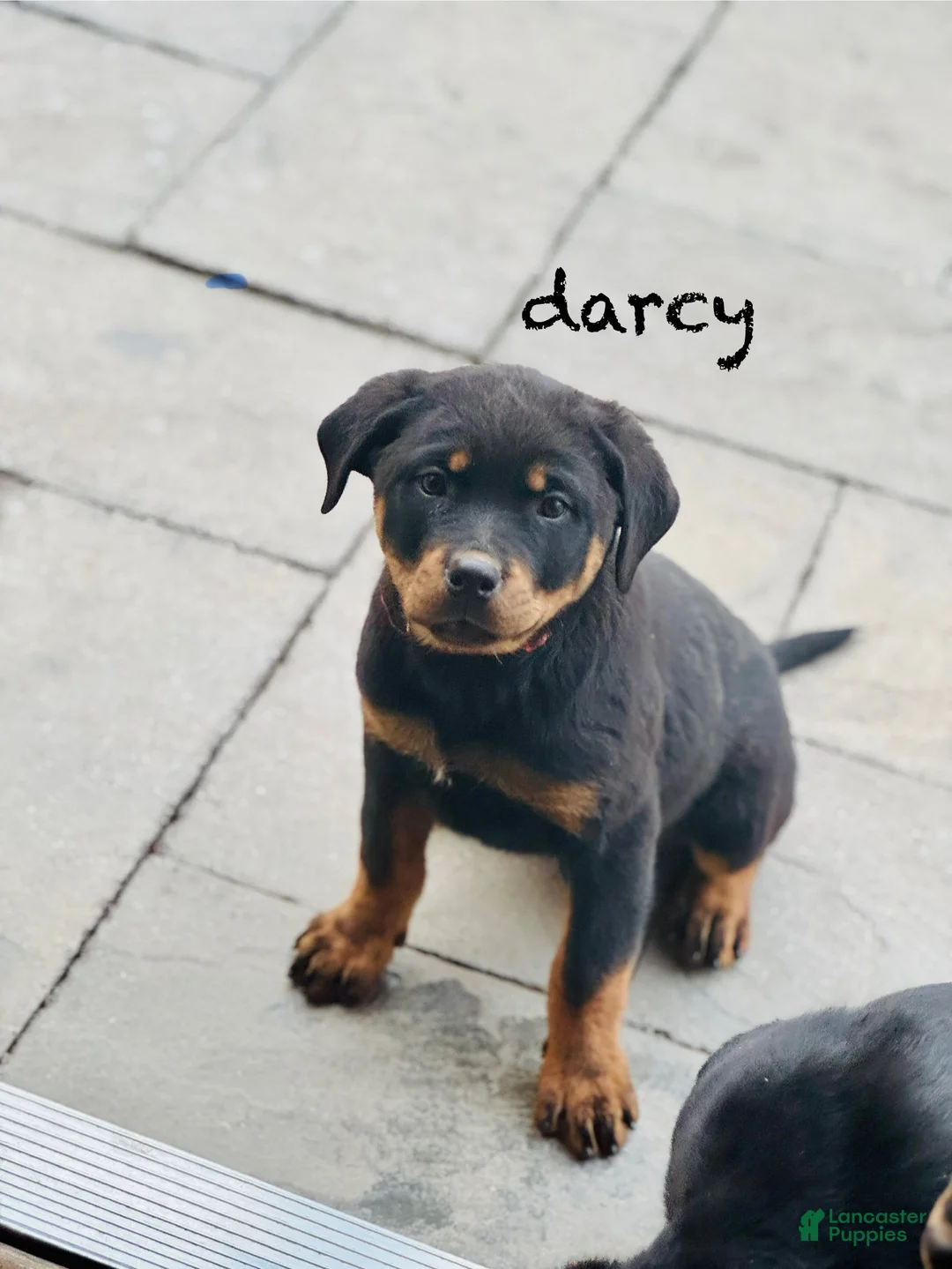 Rottweiler dogs for sale: Darcy (long tail)  - Ad 1