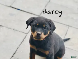 Rottweiler dogs Darcy (long tail) - Ad 31