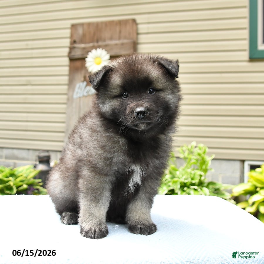 Keeshond dogs Sawyer - Ad 2