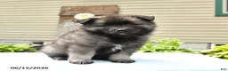 Keeshond dogs for sale: Sawyer - Ad 2