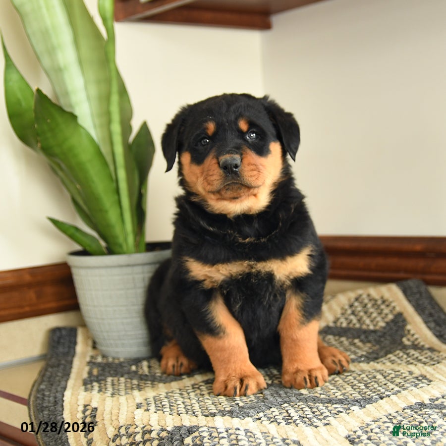 Rottweiler dogs Dax - Ad 15