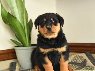 Rottweiler dogs Dax - Ad 15