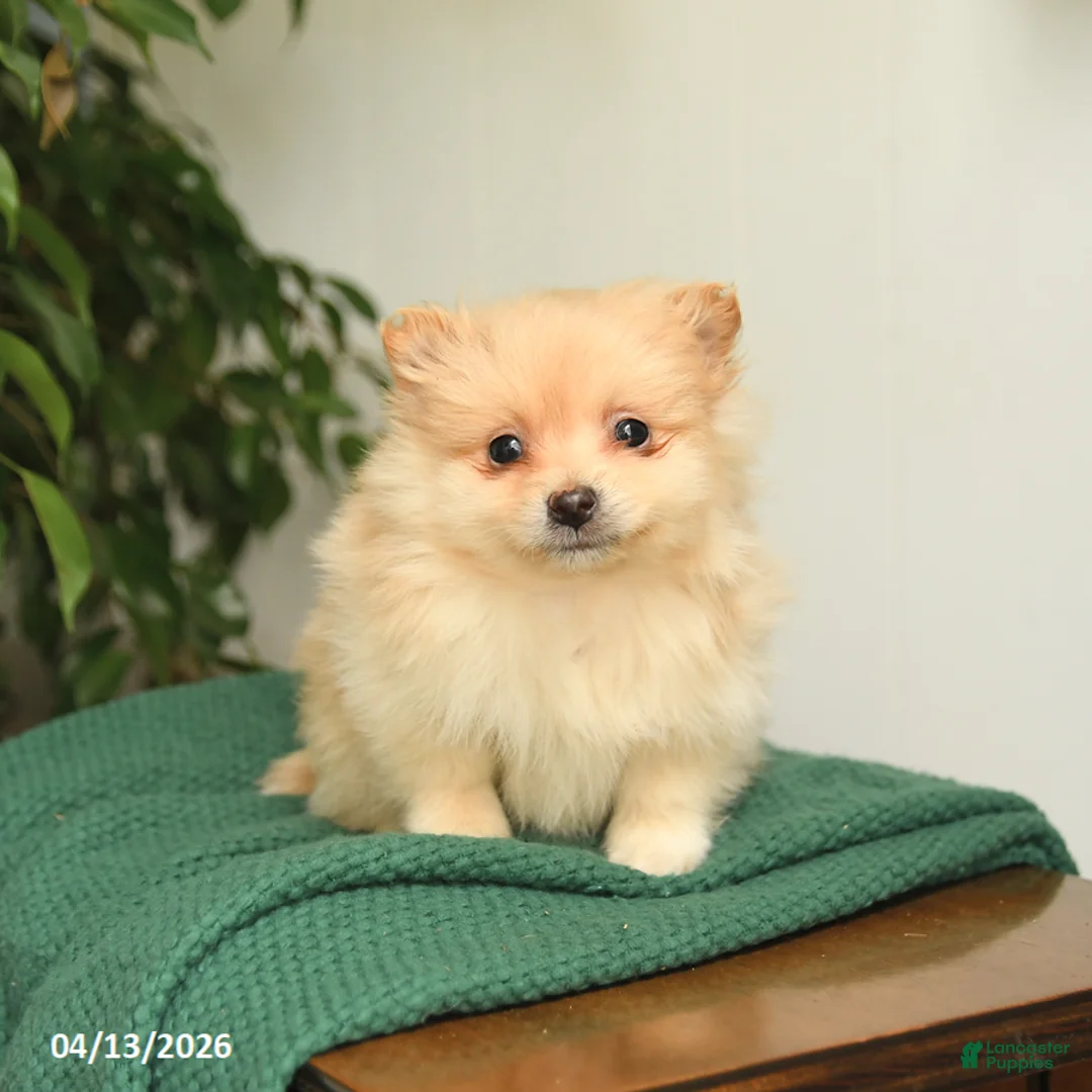 Mixed Breed dogs for sale: Blake - Ad 1