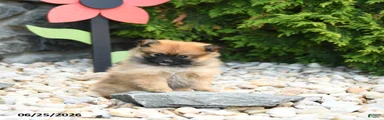 Cinnamon