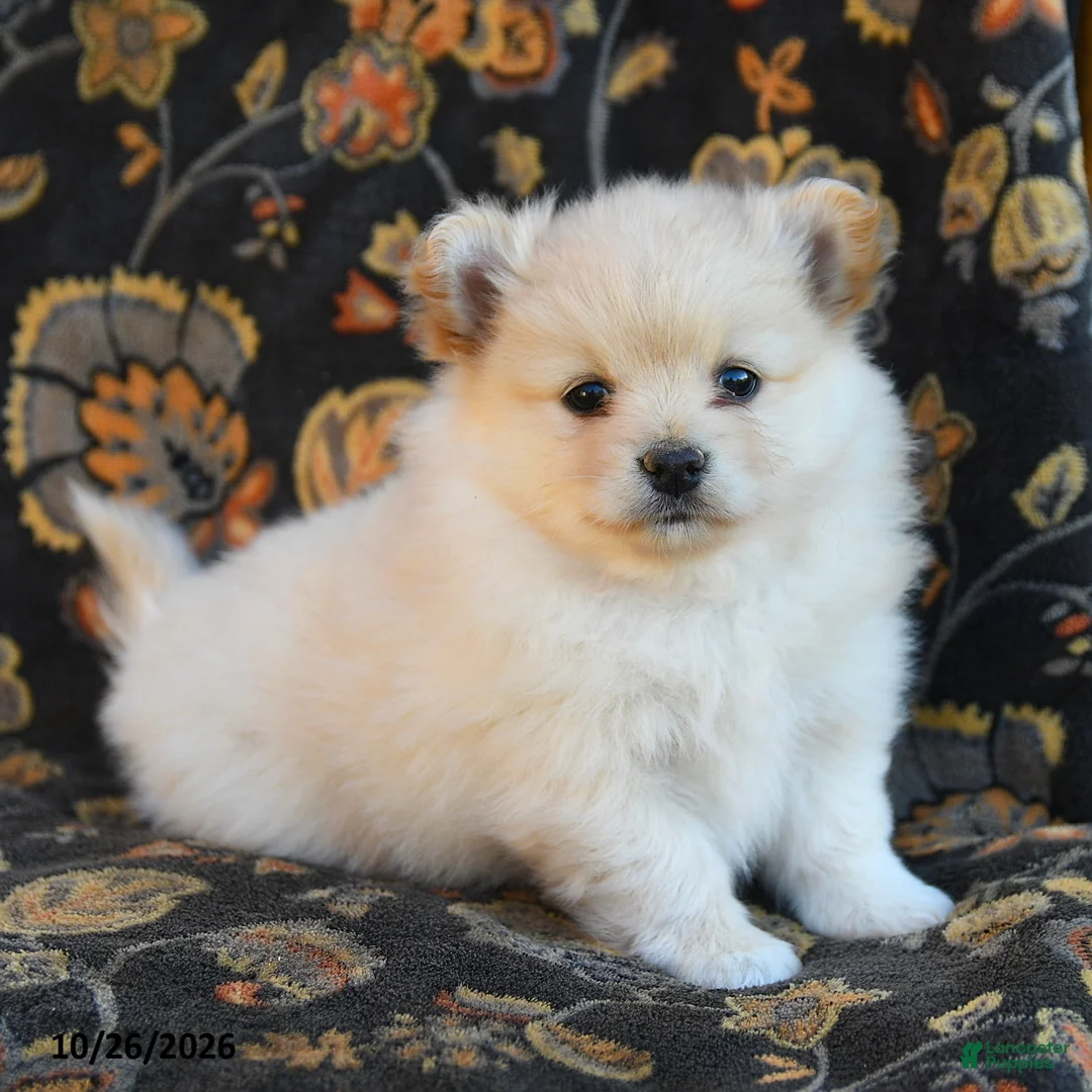 Cavapoo dogs for sale: Ice Cream - Ad 1