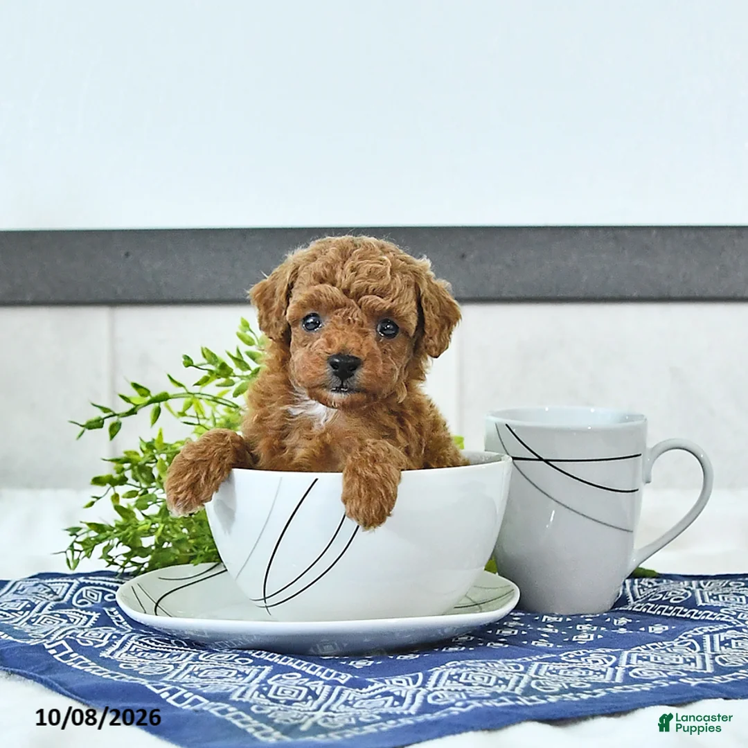 Toy Poodle dogs for sale: Nolan - Ad 1