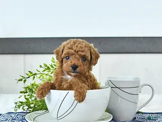 Toy Poodle dogs Nolan - Ad 1