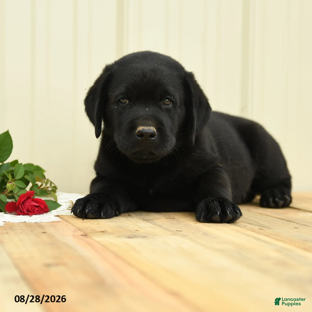 Labrador Retriever dogs for sale: Bubbles - Ad 1
