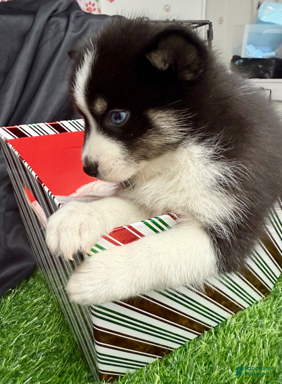 Mixed Breed dogs for sale: Nick - Ad 3