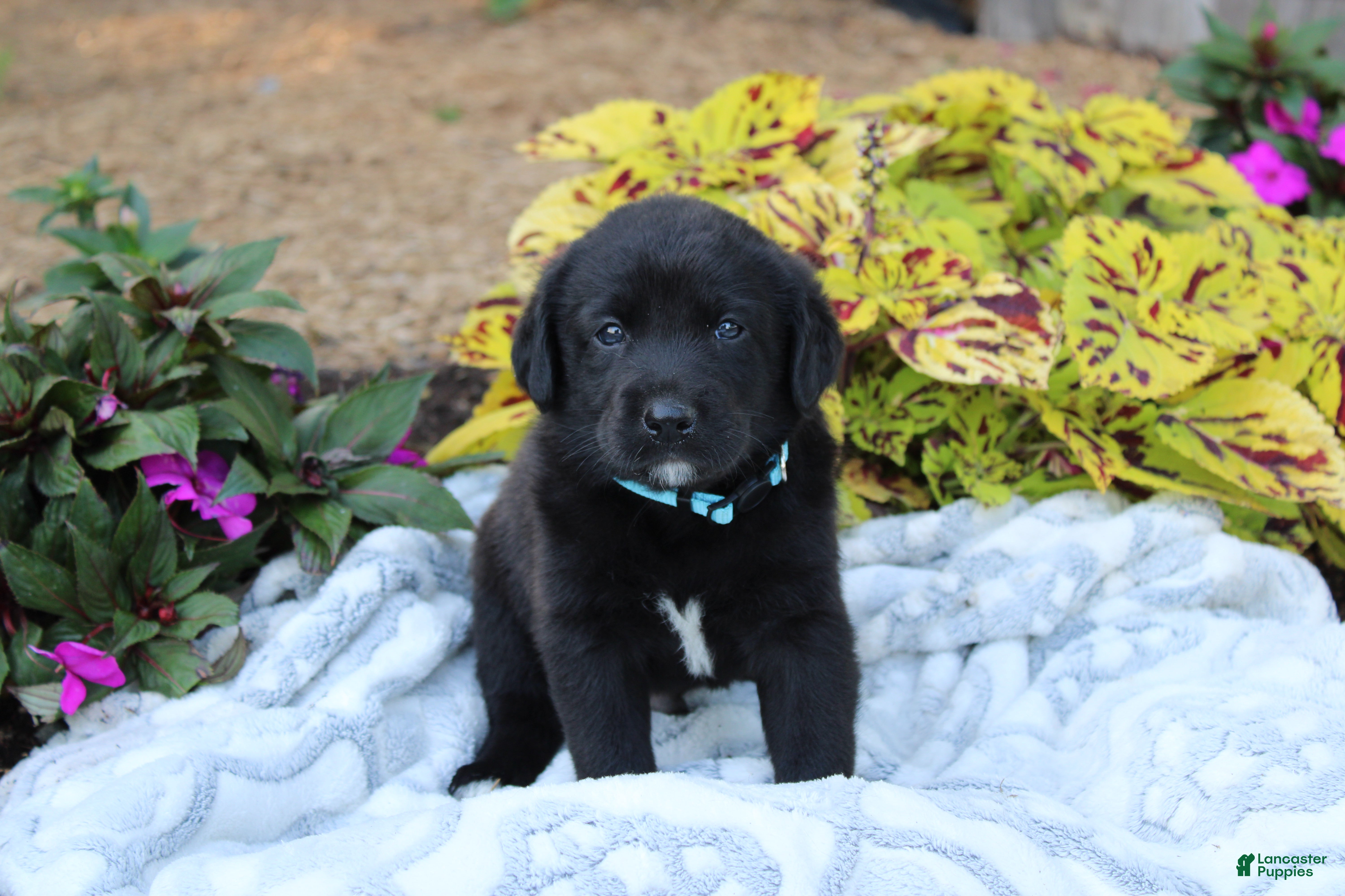 Labrador Retriever dogs for sale: Bennie - Ad 1