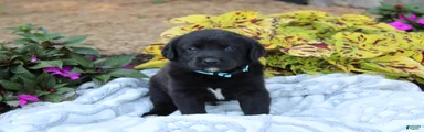 Bennie