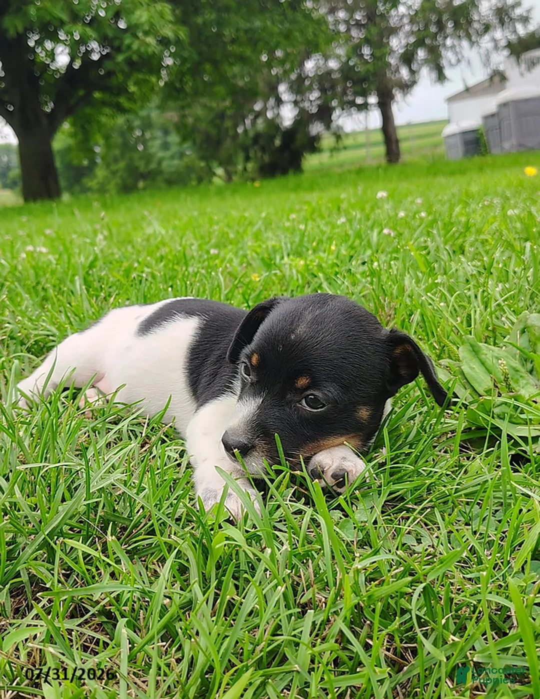Jack Russell Terrier dogs for sale: Rosa - Ad 3