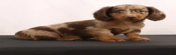 Dachshund dogs for sale: Duke - Ad 6