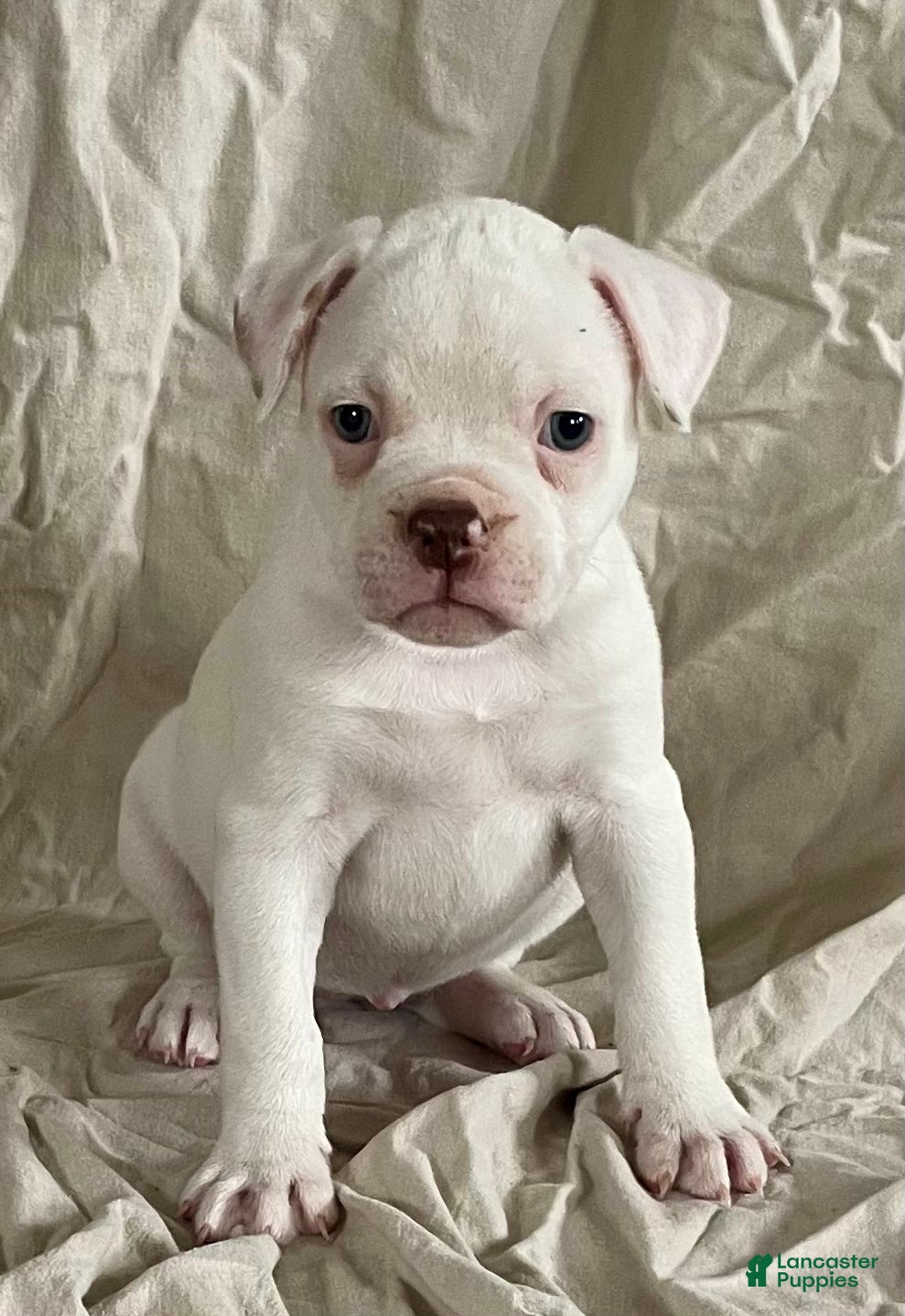 American Bulldog dogs Blue eyed Biscuit  - Ad 1