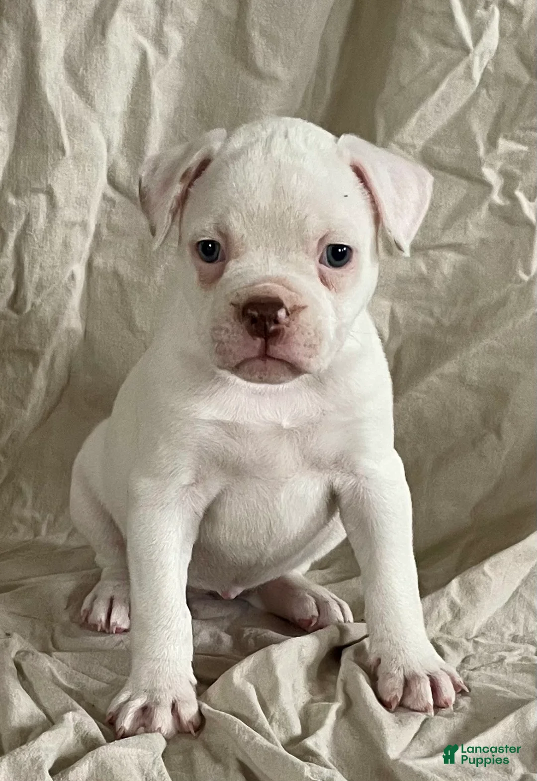 American Bulldog dogs for sale: Blue eyed Biscuit  - Ad 1