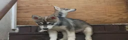 Siberian Husky dogs for sale: Paw paw - Ad 14