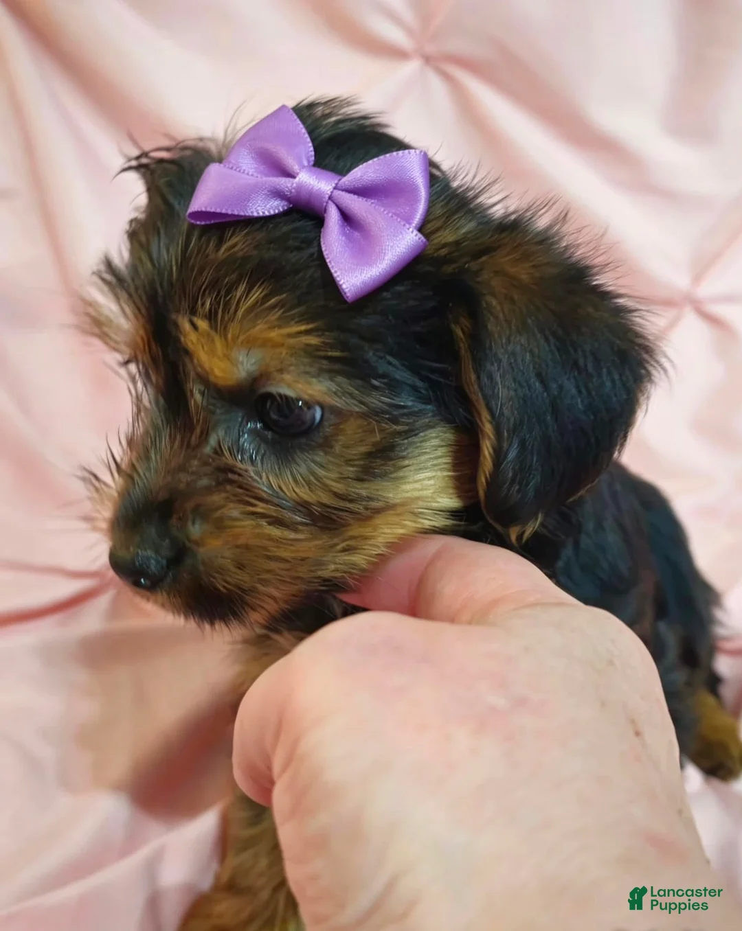 Yorkshire Terrier dogs for sale: PIXIE-POTTY AND CRATE TRAINED - Ad 2