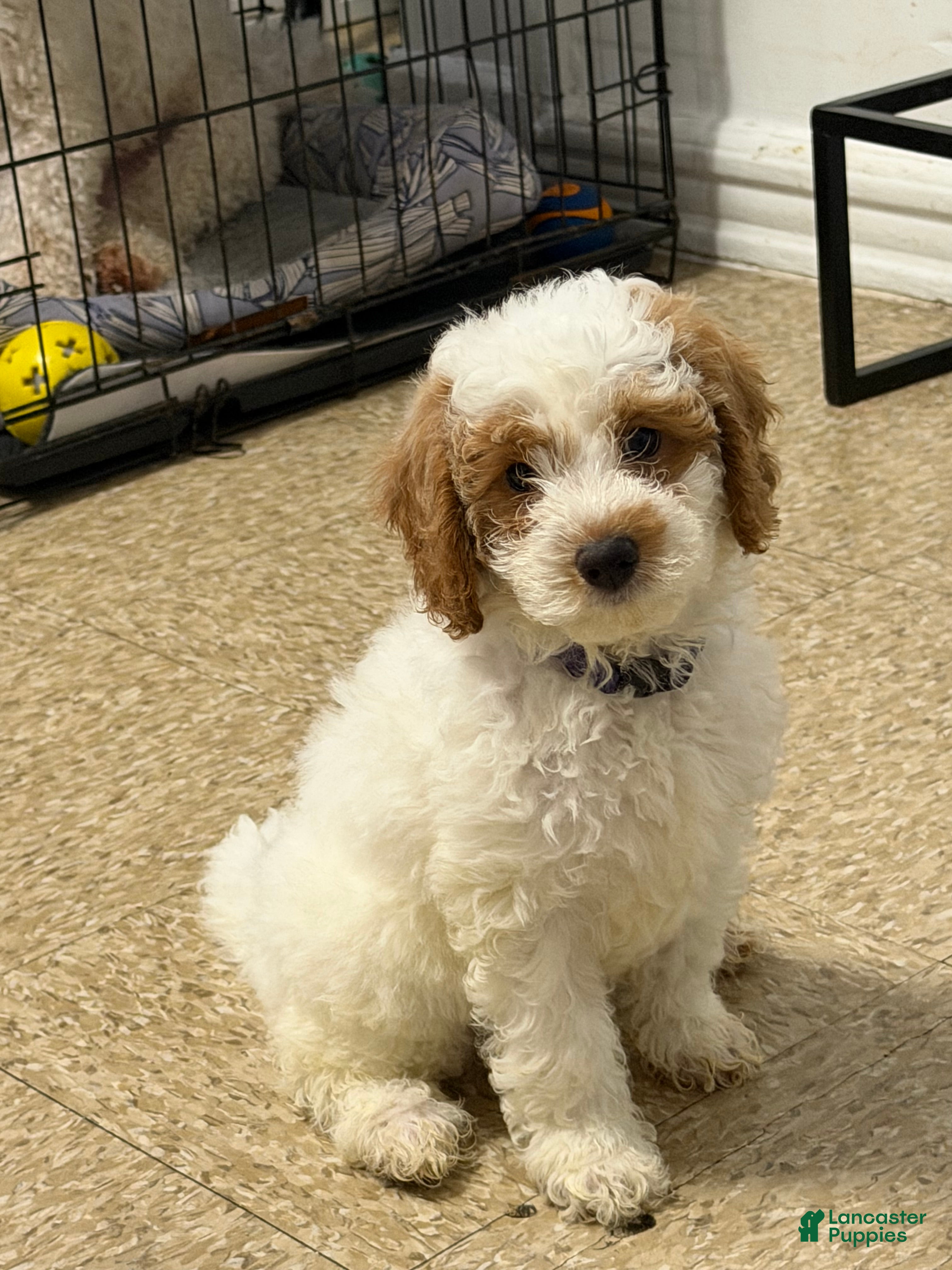 Miniature Poodle dogs Miniature Poodle Puppy 7 - Ad 14