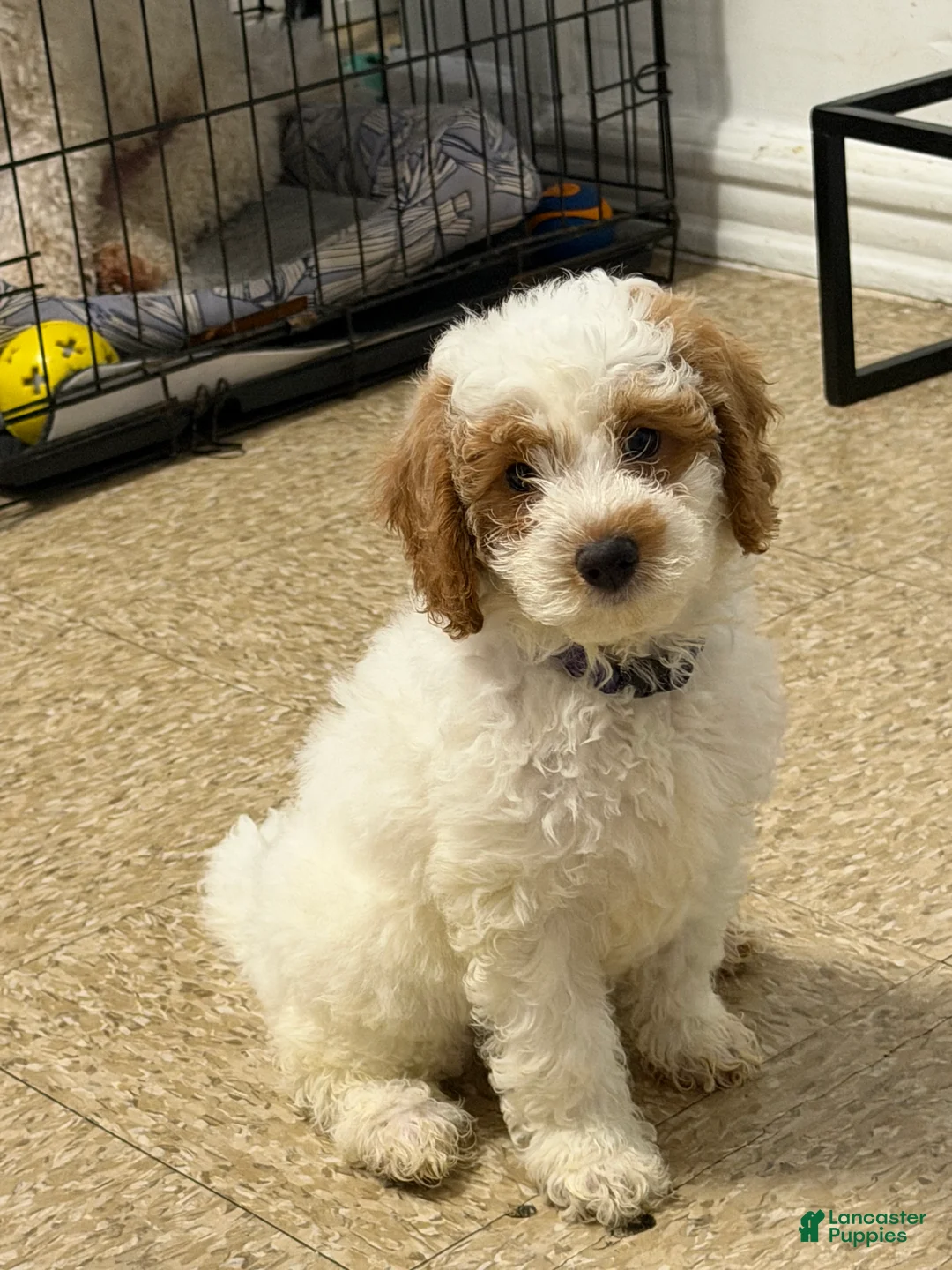 Miniature Poodle dogs for sale: Miniature Poodle Puppy 7 - Ad 1