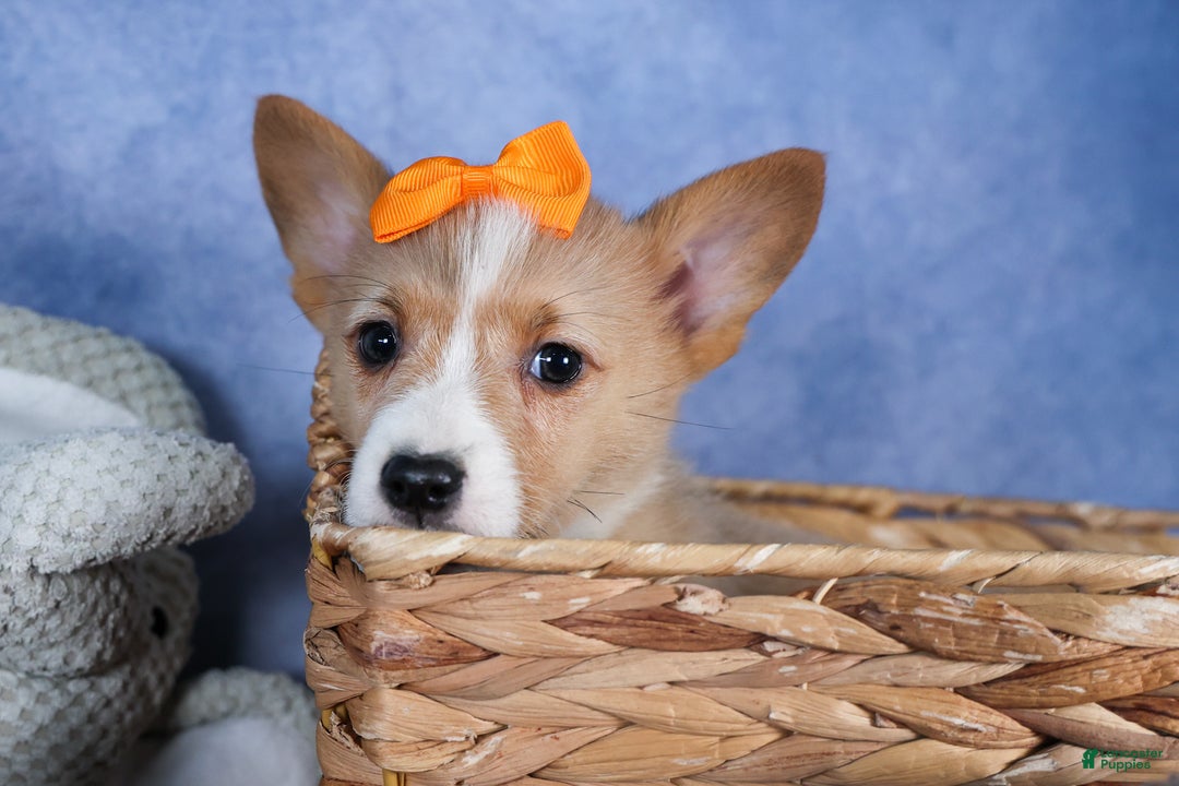 Welsh Corgi Pembroke dogs for sale: Milly - Ad 28