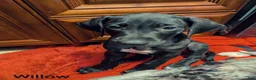 Great Dane dogs for sale: Willow - Ad 5
