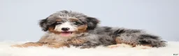 Mini Bernedoodle dogs for sale: Fern  - Ad 9