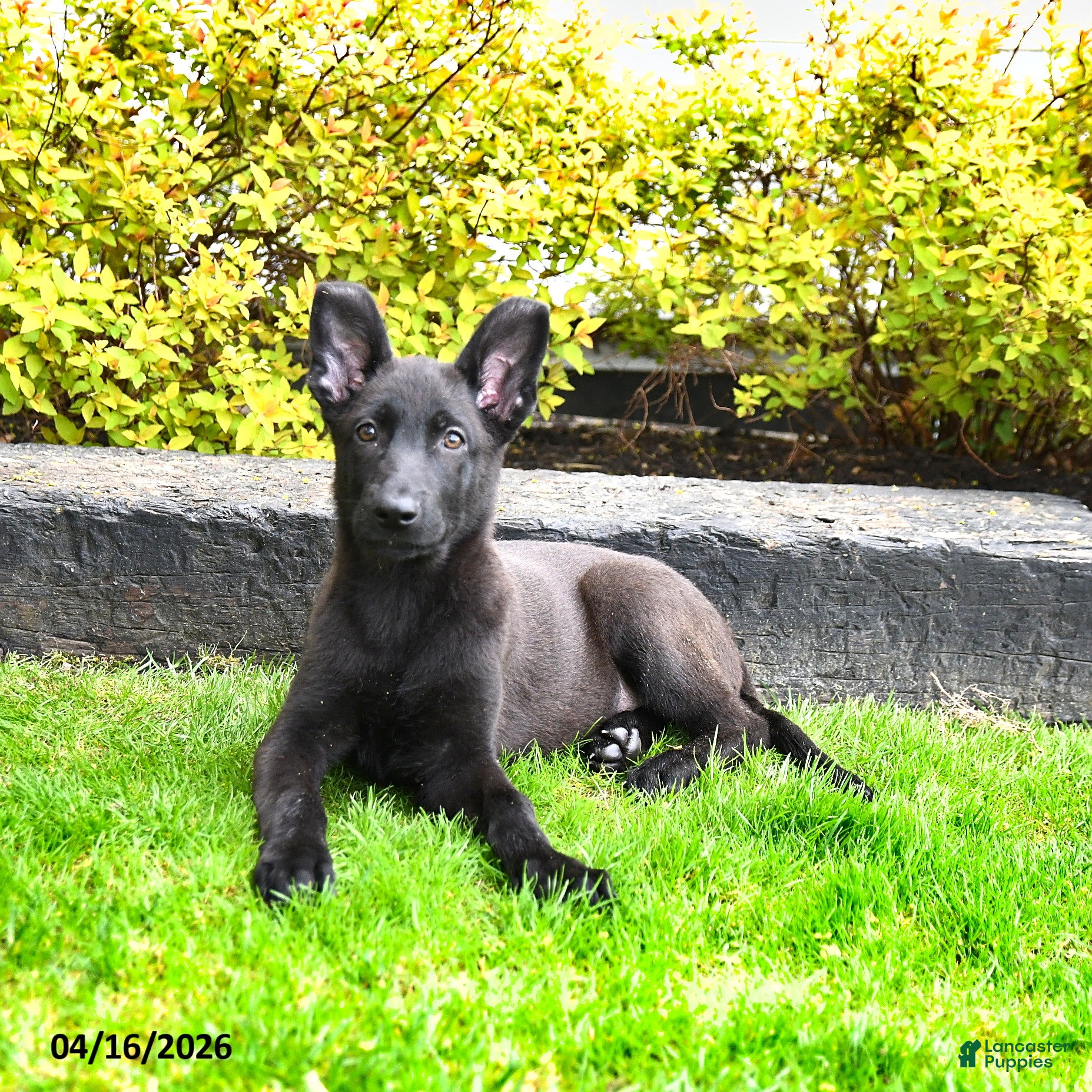 Mixed Breed dogs Trixie - Ad 1