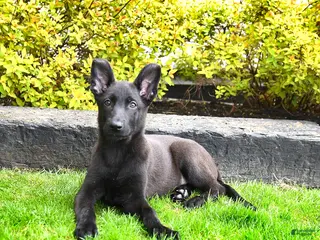 Mixed Breed dogs for sale: Trixie - Ad 3