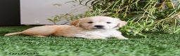 Golden Retriever dogs for sale: Mistletoe - Ad 2