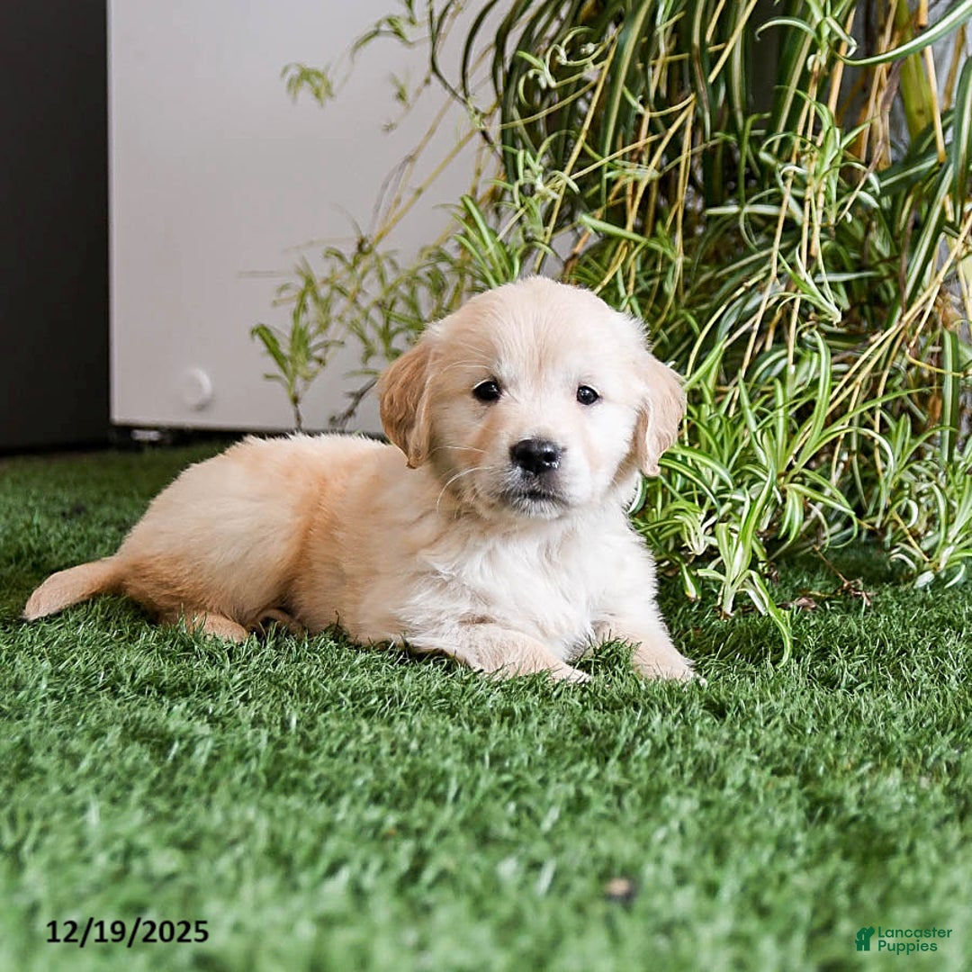 Golden Retriever dogs for sale: Mistletoe - Ad 2