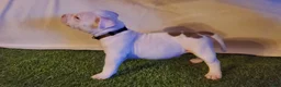 American Bully dogs for sale: American Bully 5 - Ad 4