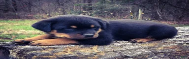 Rottweiler 7