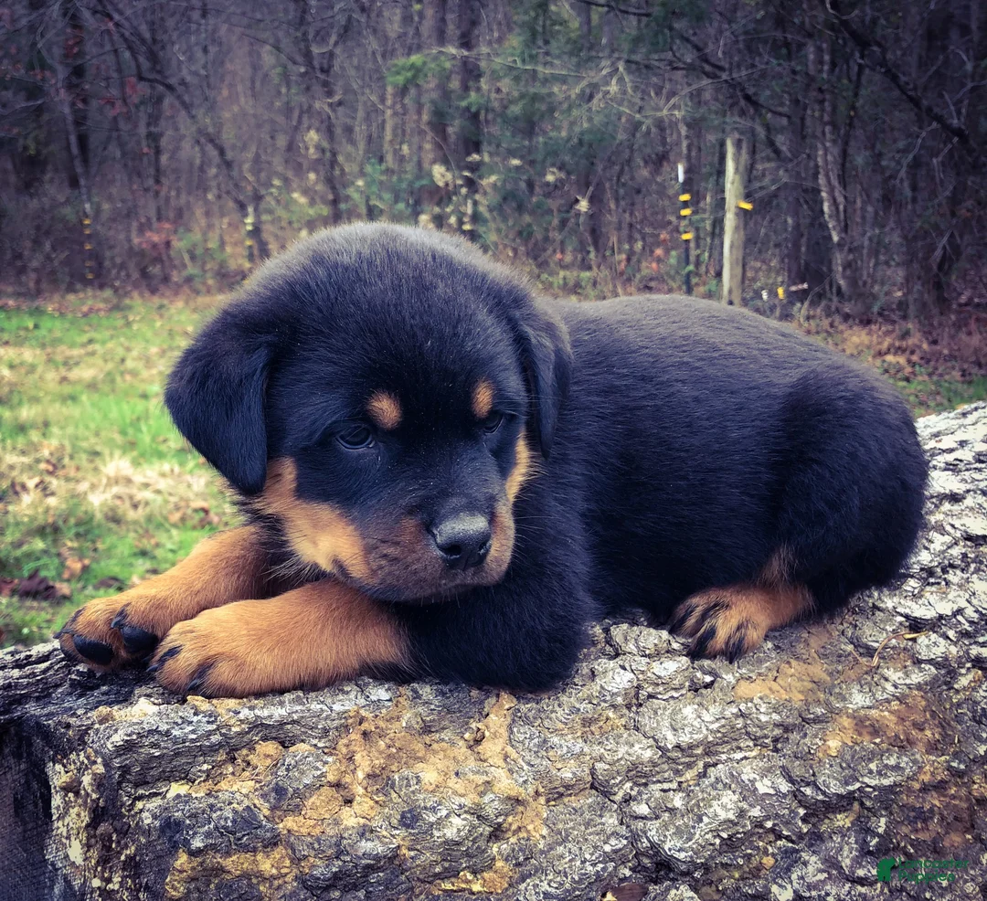 Rottweiler dogs for sale: Rottweiler 7 - Ad 1