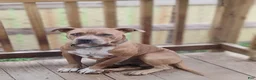 American Pit Bull Terrier dogs for sale: American Pit Bull Terrier 4 - Ad 5