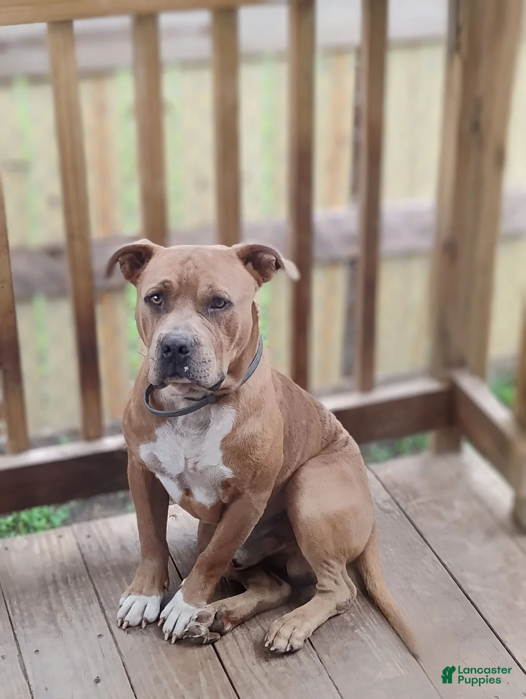 American Pit Bull Terrier dogs for sale: American Pit Bull Terrier 4 - Ad 5