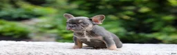 French Bulldog dogs for sale: Elsa - Ad 9