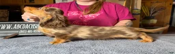 Miniature Dachshund dogs for sale: Import Show Boy Chocolate Dapple blue eye - Ad 3