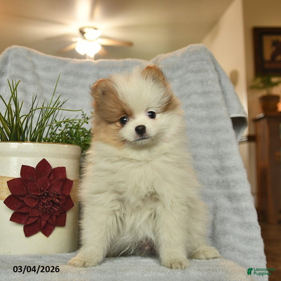 Pomeranian dogs Jamie  - Ad 1