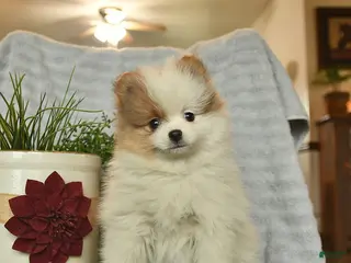 Pomeranian dogs for sale: Jamie - Ad 3