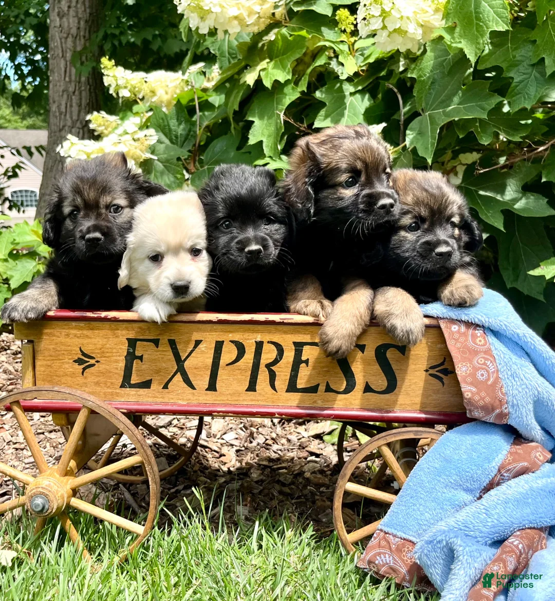 Mixed Breed dogs for sale: Baby Eli❤️CockerSpaniel 🐾Eskimo🐶15lbs at maturity - Ad 5