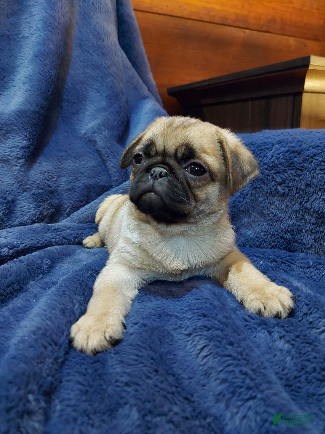 Pug dogs for sale: BILLY - Ad 8