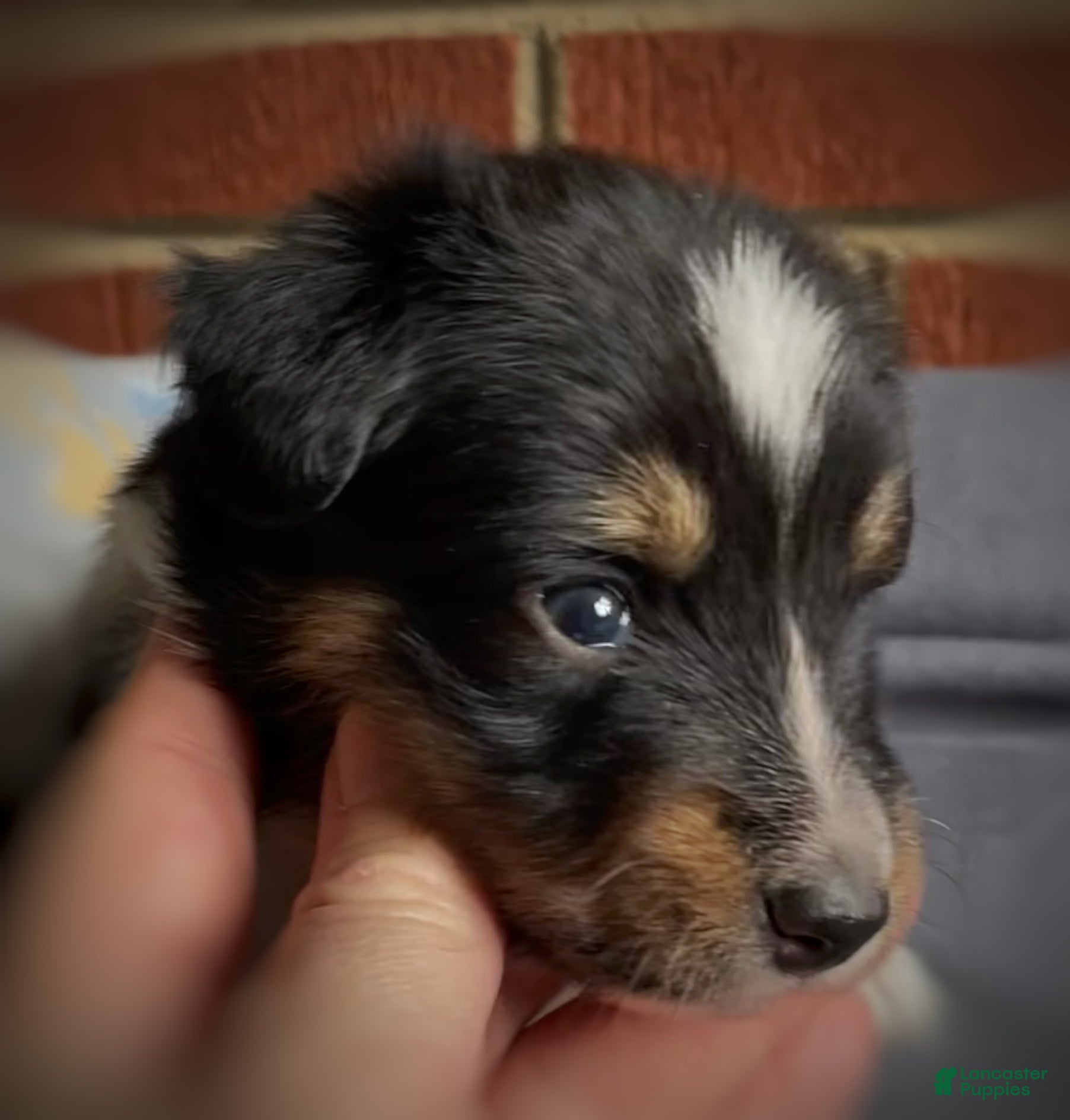 Mixed Breed dogs Suave’ - Ad 9