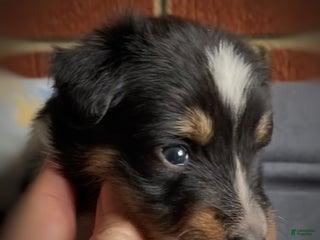Mixed Breed dogs Suave’ - Ad 1