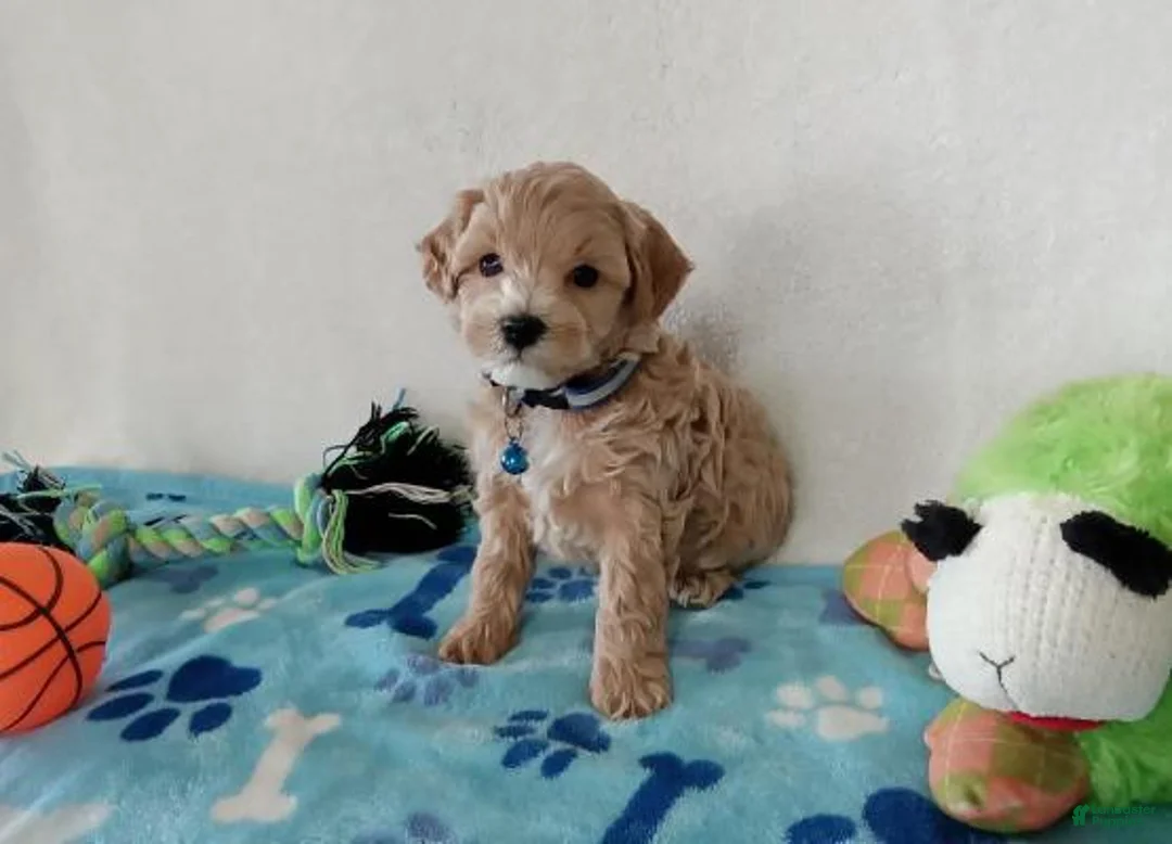 Maltipoo dogs for sale: Maltipoo Puppy 2met - Ad 1