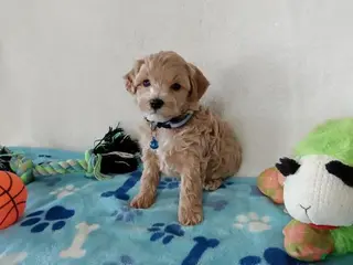 Maltipoo dogs Maltipoo Puppy 2met - Ad 38