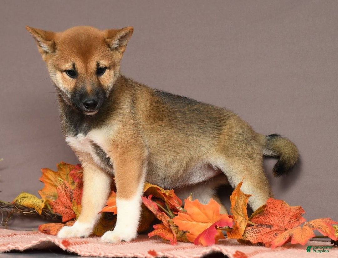 Shiba Inu dogs for sale: Whimsey - Ad 6