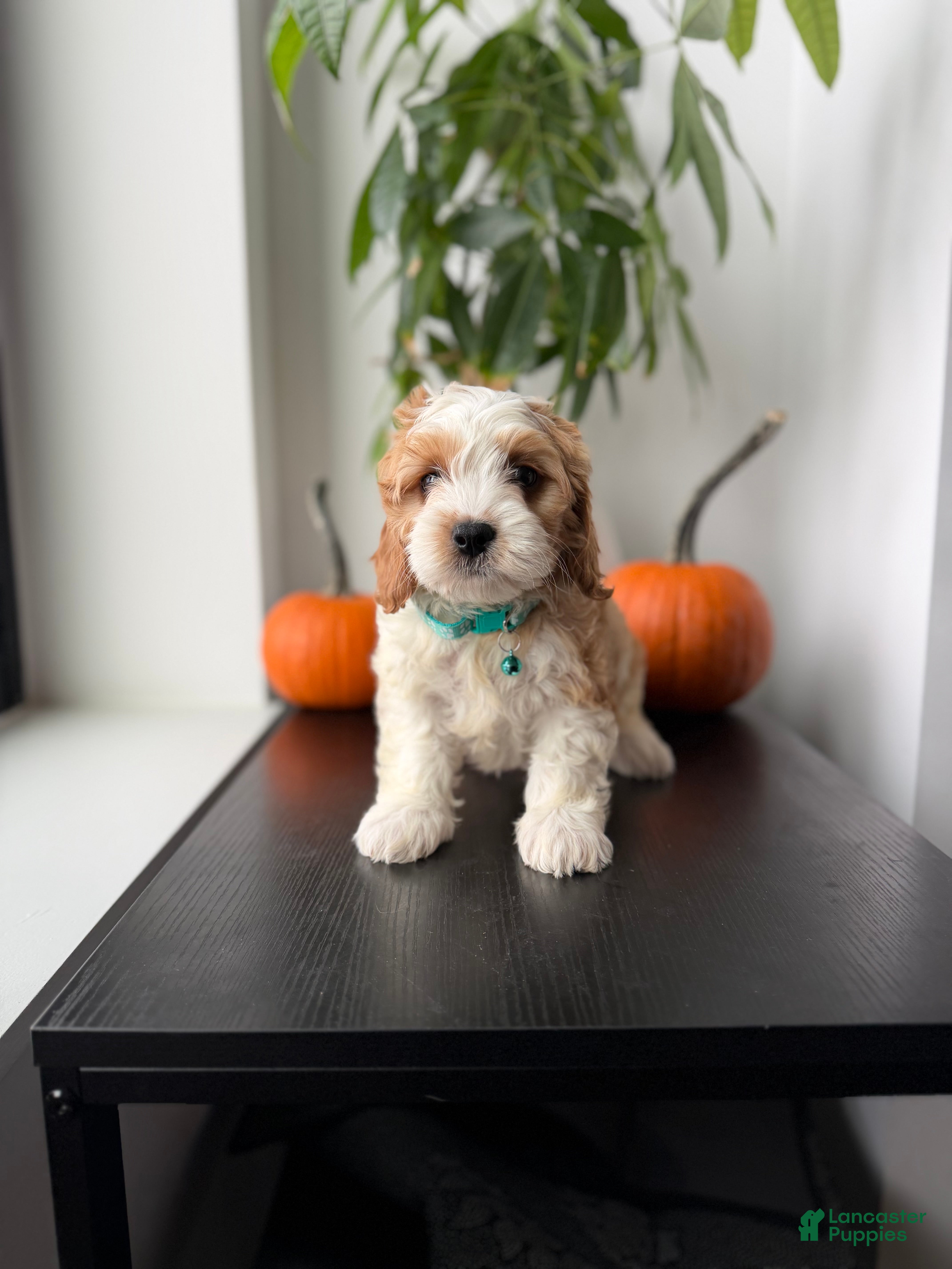 Cavapoo dogs Milo - Ad 1