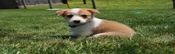Welsh Corgi Pembroke dogs for sale: Zoey - Ad 8