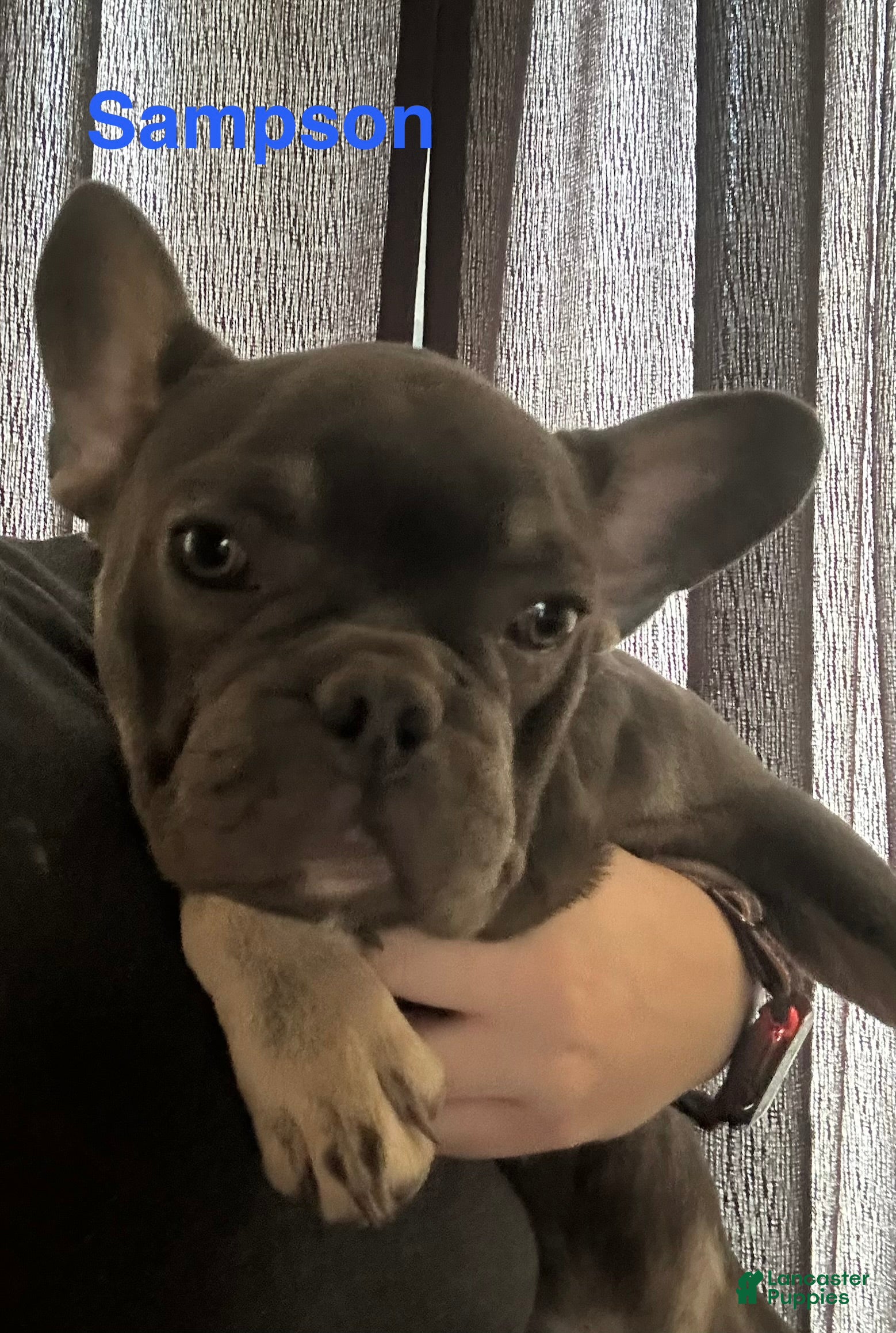 French Bulldog dogs for sale: Samson_Male - Ad 1